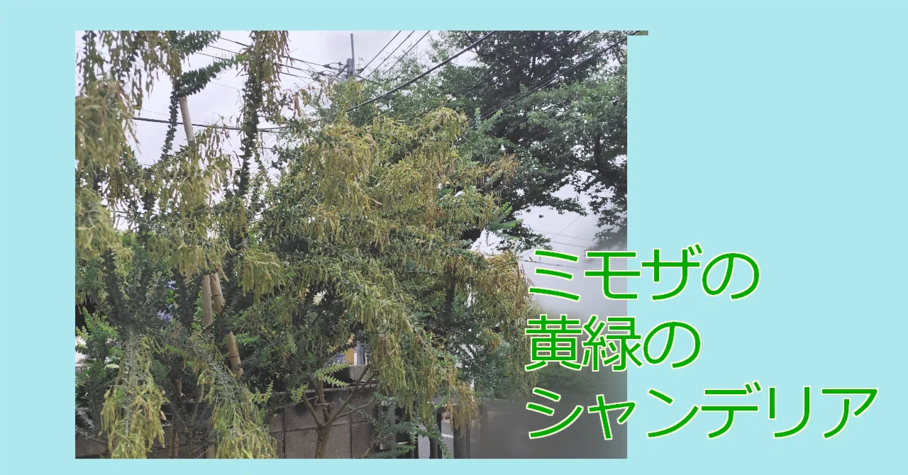 The Yellow-Green Chandelier of the Mimosa｜カノコギ マリコ