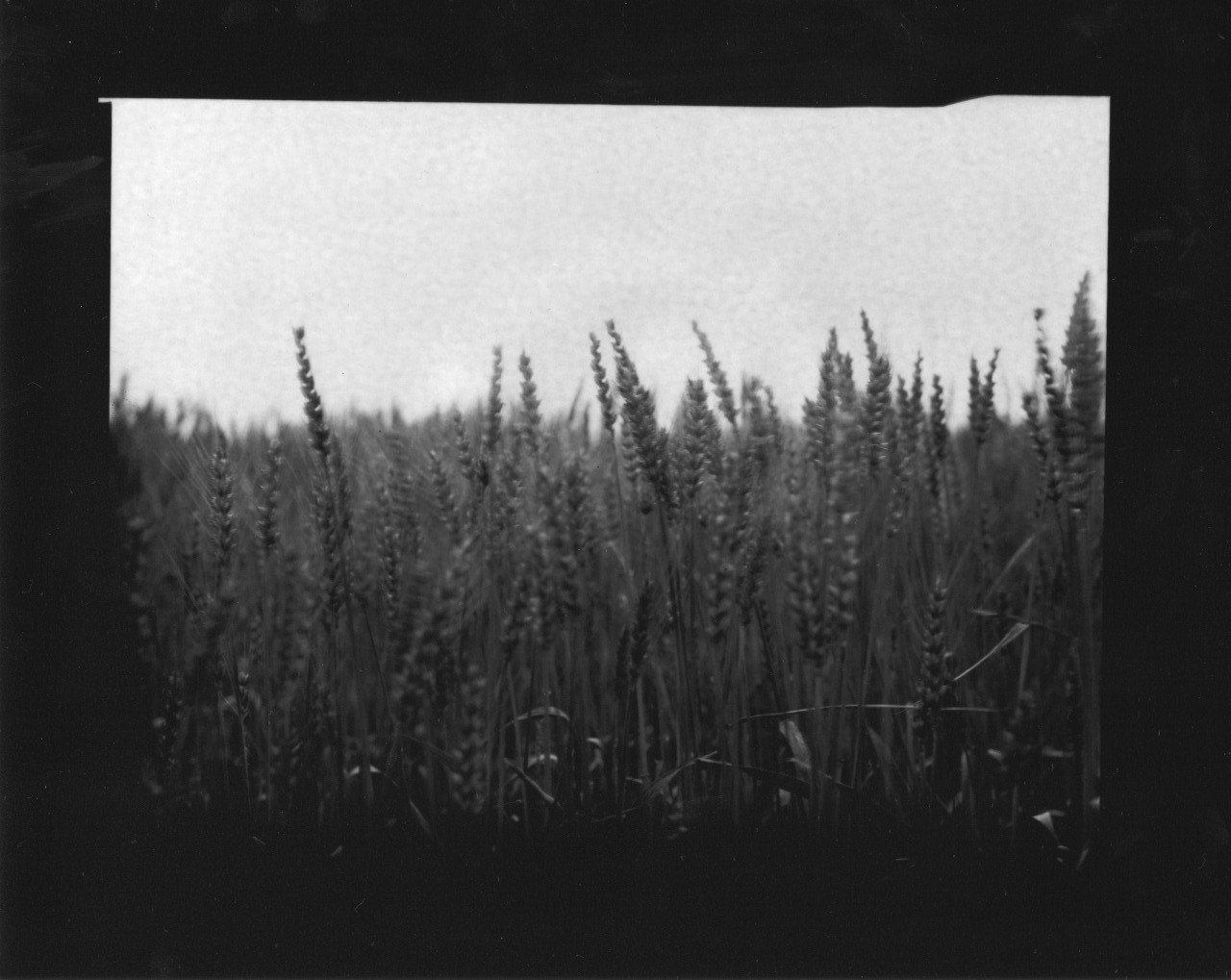 フィルムが消えた後の写真｜こびとたびにでる