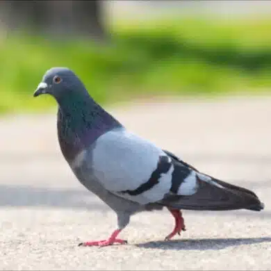 鳩月