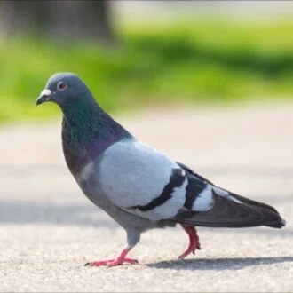 鳩月