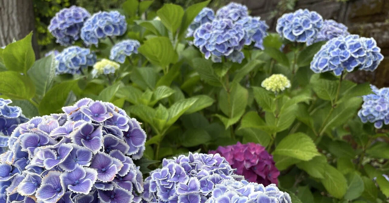 2026だんだんそろってきた紫陽花｜vivi