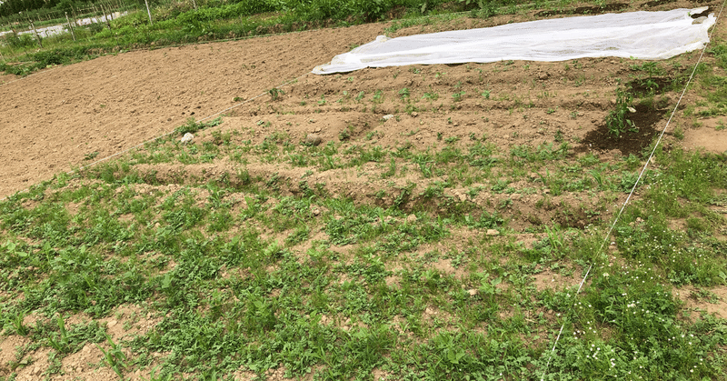 農場記録 6 13 14 固定種枝豆インゲン豆の発芽 雑草が生えすぎて大変 永井冬星 Note