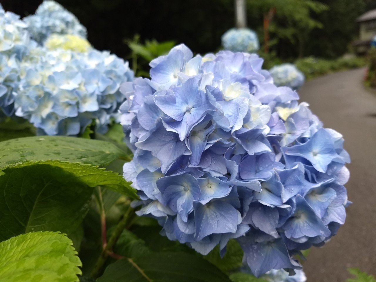 小雨の高尾山 城山 6 14 真田正之 Note