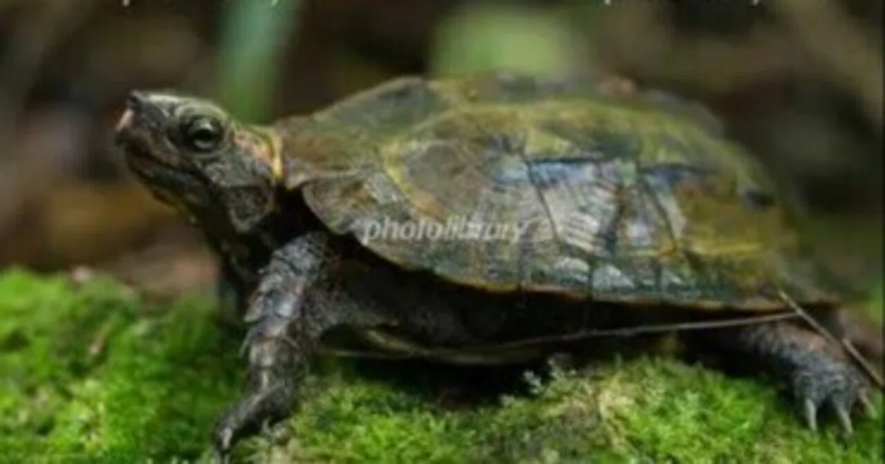 [Nature of Okinawa] Endangered Species: Ryukyu Black-breasted Leaf ...