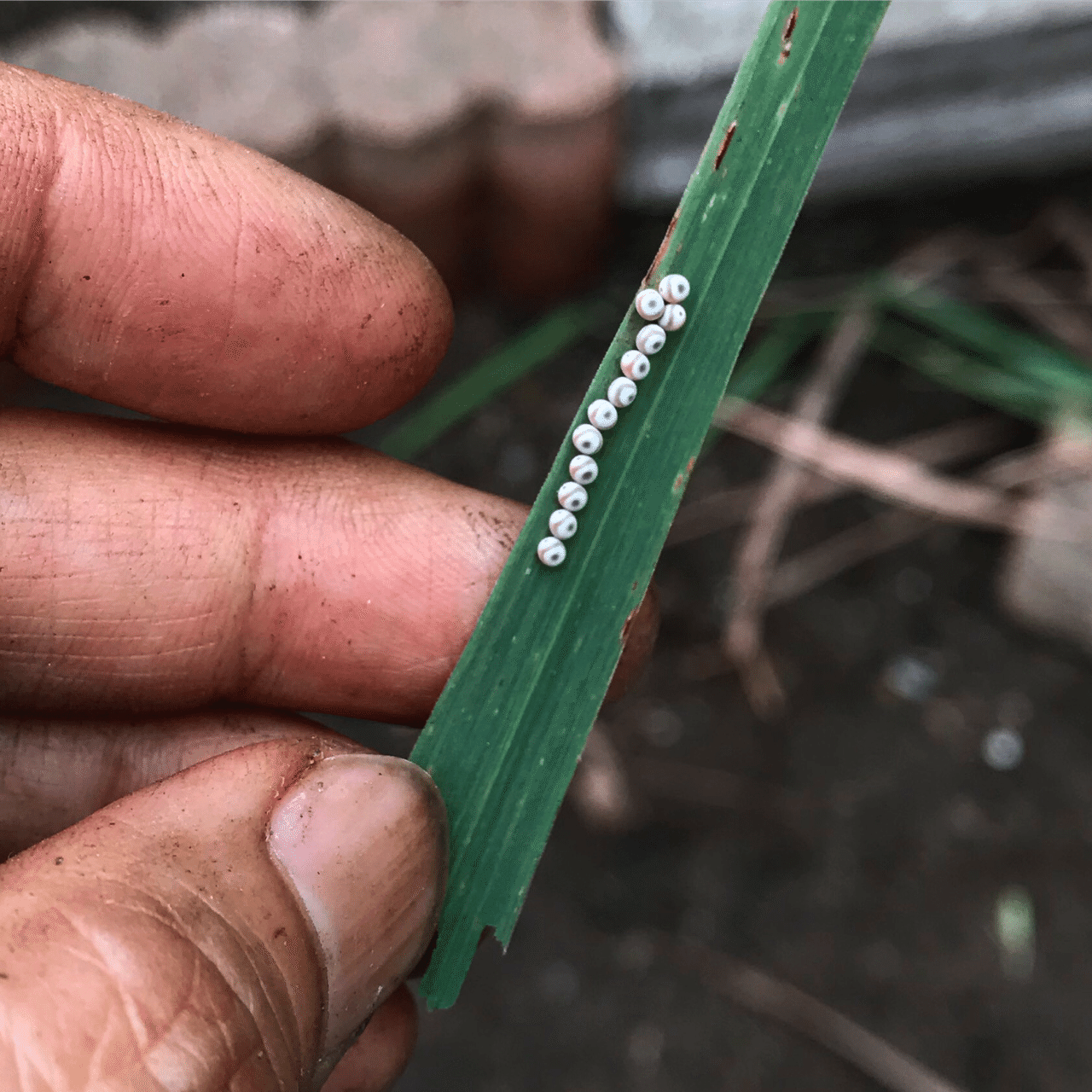 昆虫の卵 好きですけど トム ソーヤー Note 昆虫の卵 好きですけど トム ソーヤー Note