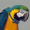 るりこんごう|成立条件のインコ