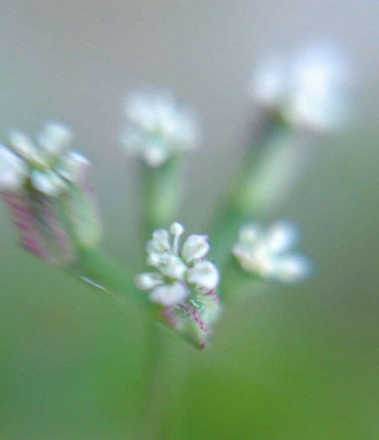 セリのような小さくて可愛い花なのに❁.*･ﾟ