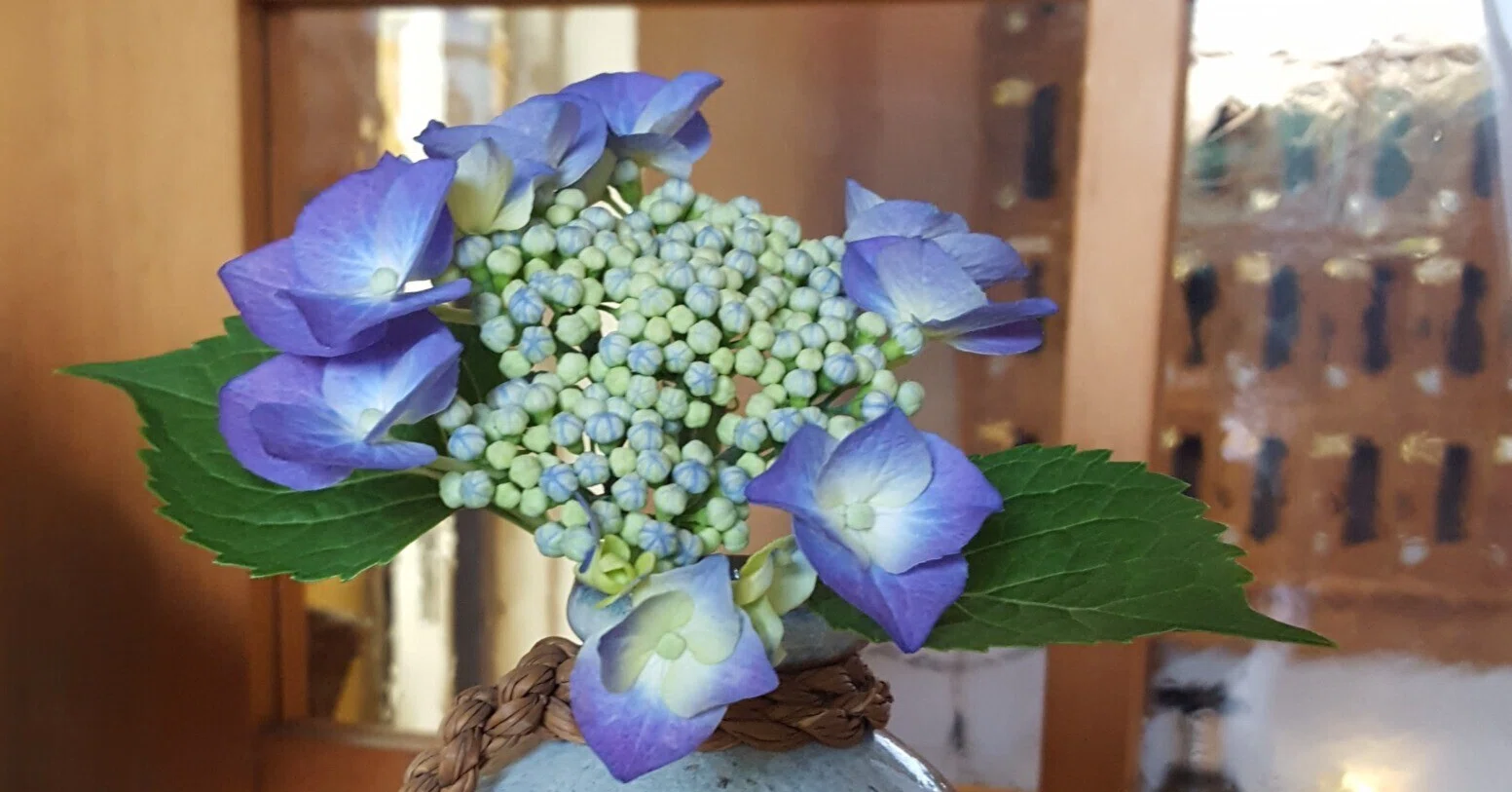 プレゼントの紫陽花｜銀木犀＜西新井大師＞