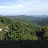初心者の日本茶ブログ