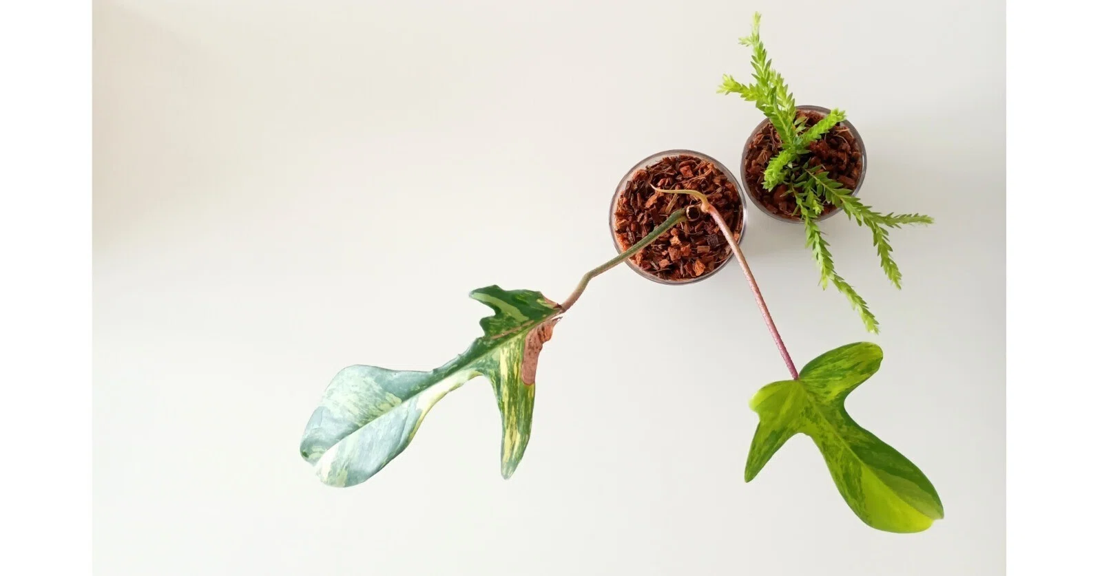 世界らん展からの植物成長｜百日草/座敷童子(アイコンnew)