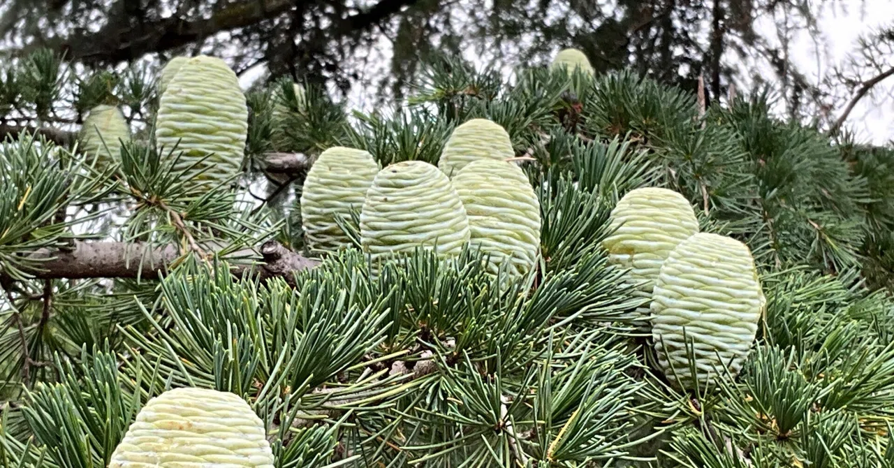 ヒマラヤスギの雌性球果（京都府立植物園）：2026年6月5日（金