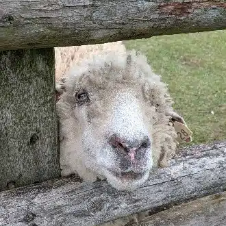 おまめママ