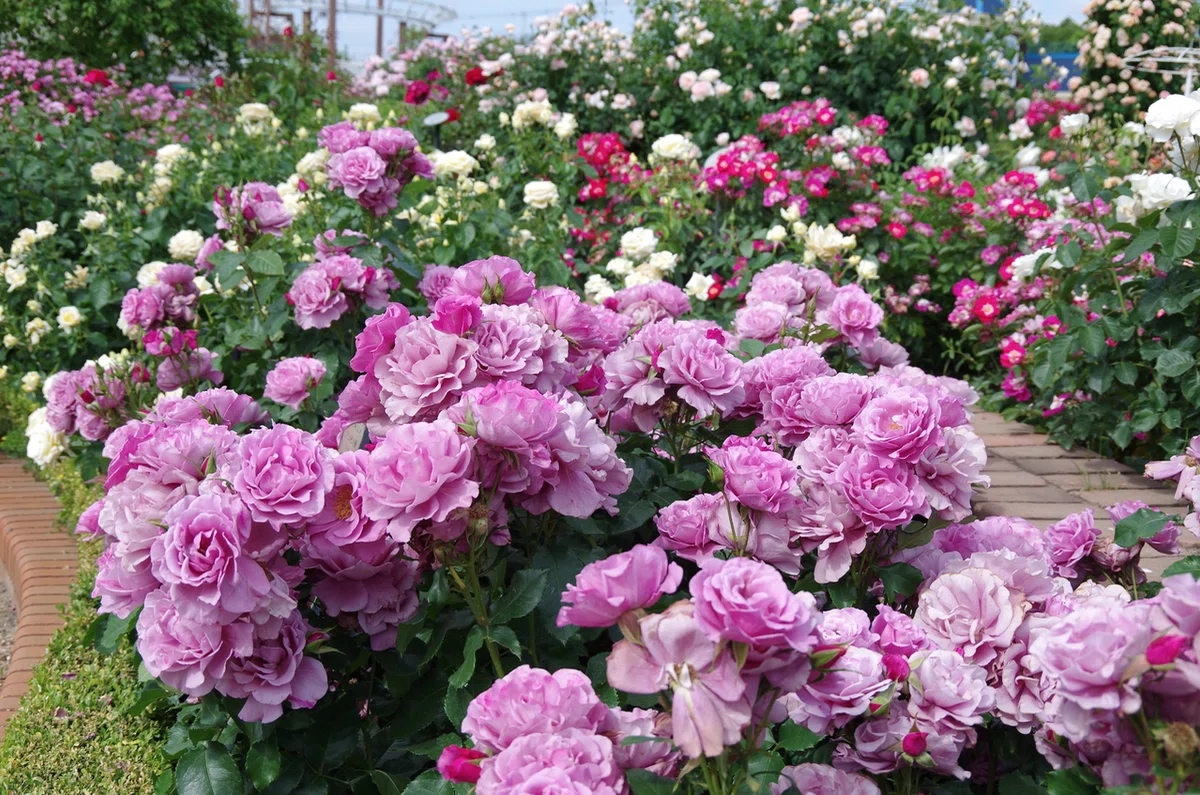 ローズガーデン Rose Gardens | University of Minnesota Landscape Arboretum