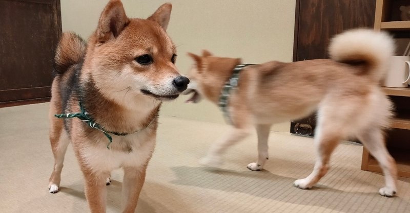 豆柴カフェは まるで婚活パーティー 浜川友希 Note 豆柴カフェは まるで婚活パーティー 浜川友希 Note