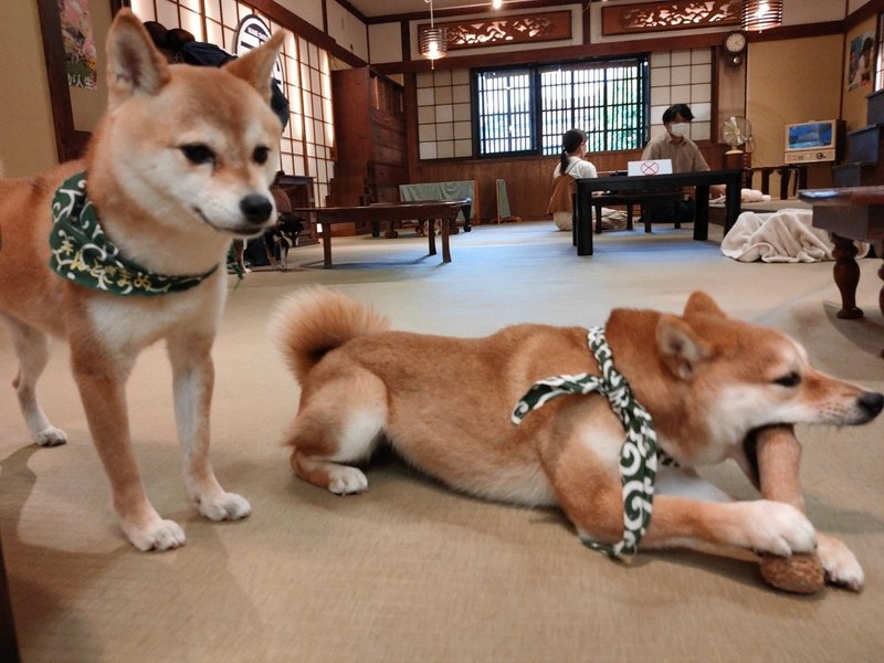 豆柴カフェは まるで婚活パーティー 浜川友希 Note 豆柴カフェは まるで婚活パーティー 浜川友希 Note