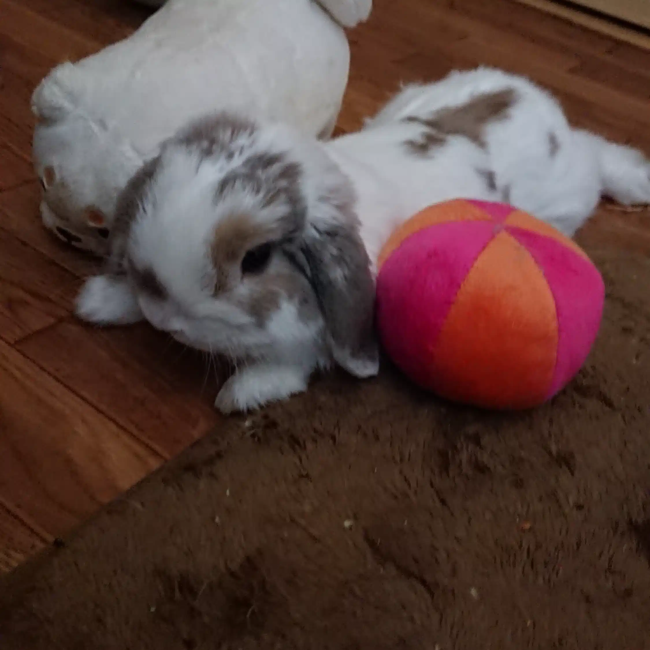 lani