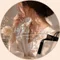 yoshimi