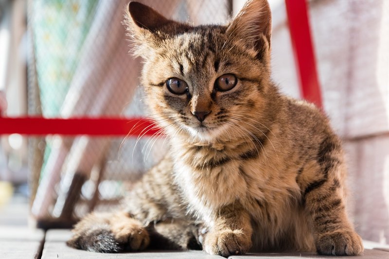 猫がたくさんいる島 田代島 の 私の楽しみ方 かがやん Note