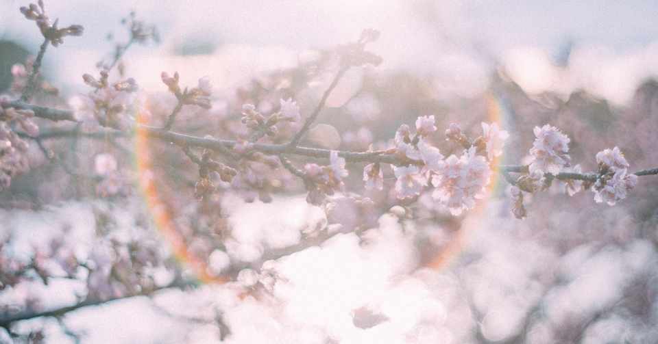 ひらりと桜から朝焼けの花へ 滝沢歌舞伎における夜明け ちーこ Note