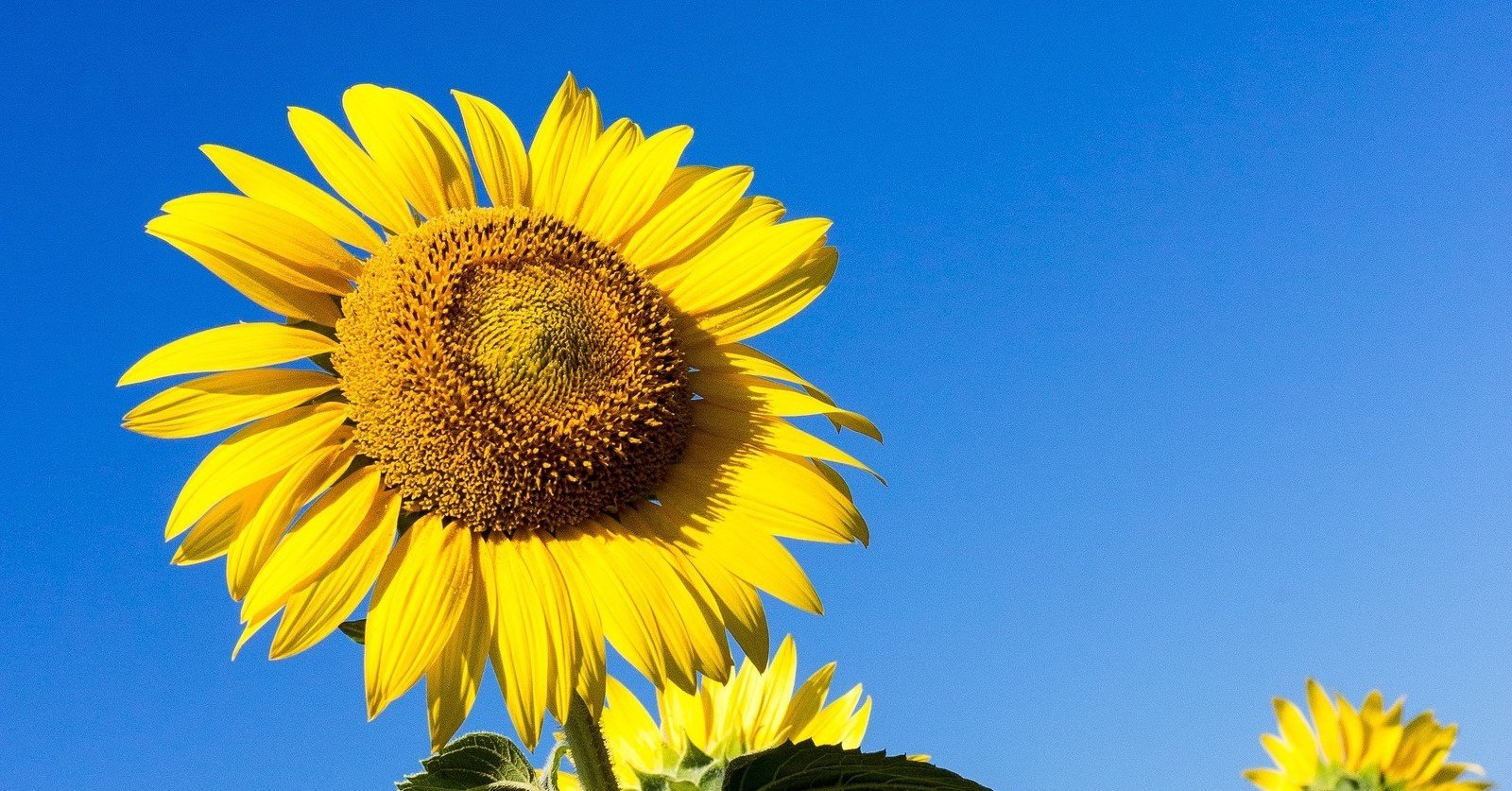 めんどくさい世の中をうまく生きていくコツ 社会性 社交性 太郎mhj Note