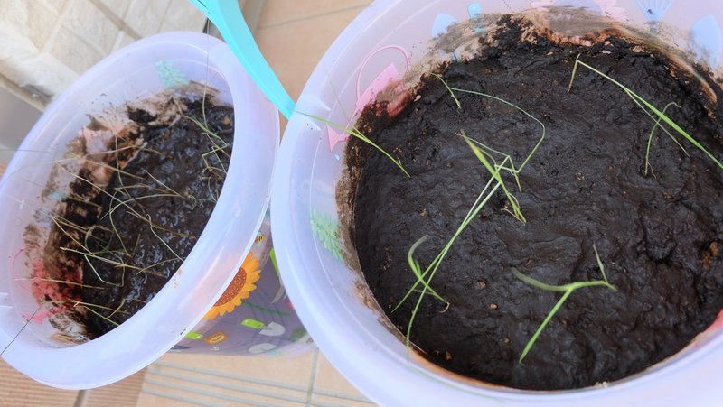 植え替えた稲 枯れる 新しく土を作る 06 09 畑野 菜実 Note 植え替えた稲 枯れる 新しく土を作る 06 09 畑野 菜実 Note