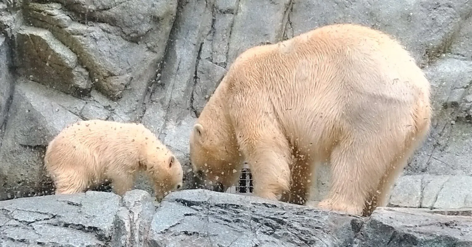 【みき】赤べこ ホルスタイン⑦、⑤、シロクマ3体におまとめ シロクマの赤ちゃん、モモ太くんに会いに行く！～男鹿・秋田旅行記2日