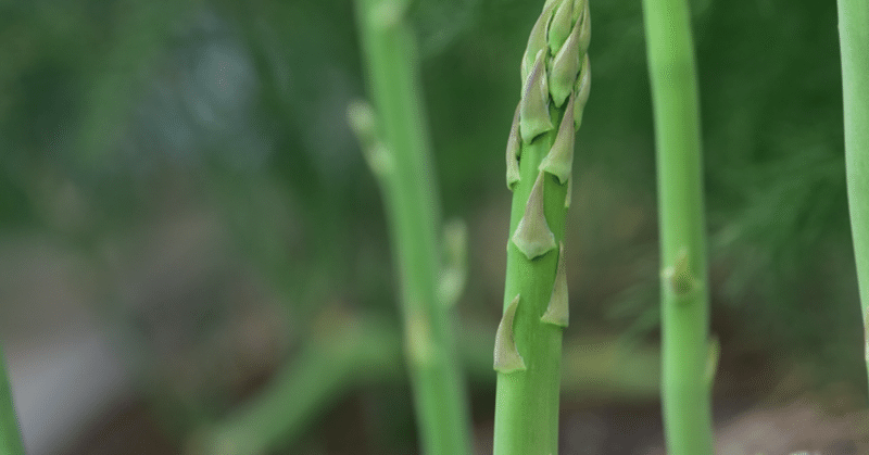 アスパラガスの花 の新着タグ記事一覧 Note つくる つながる とどける