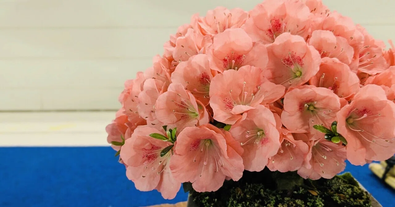 いちりんの“ふぉっと”エッセイ〜6月だけど、サツキ盆栽展💐｜野乃花