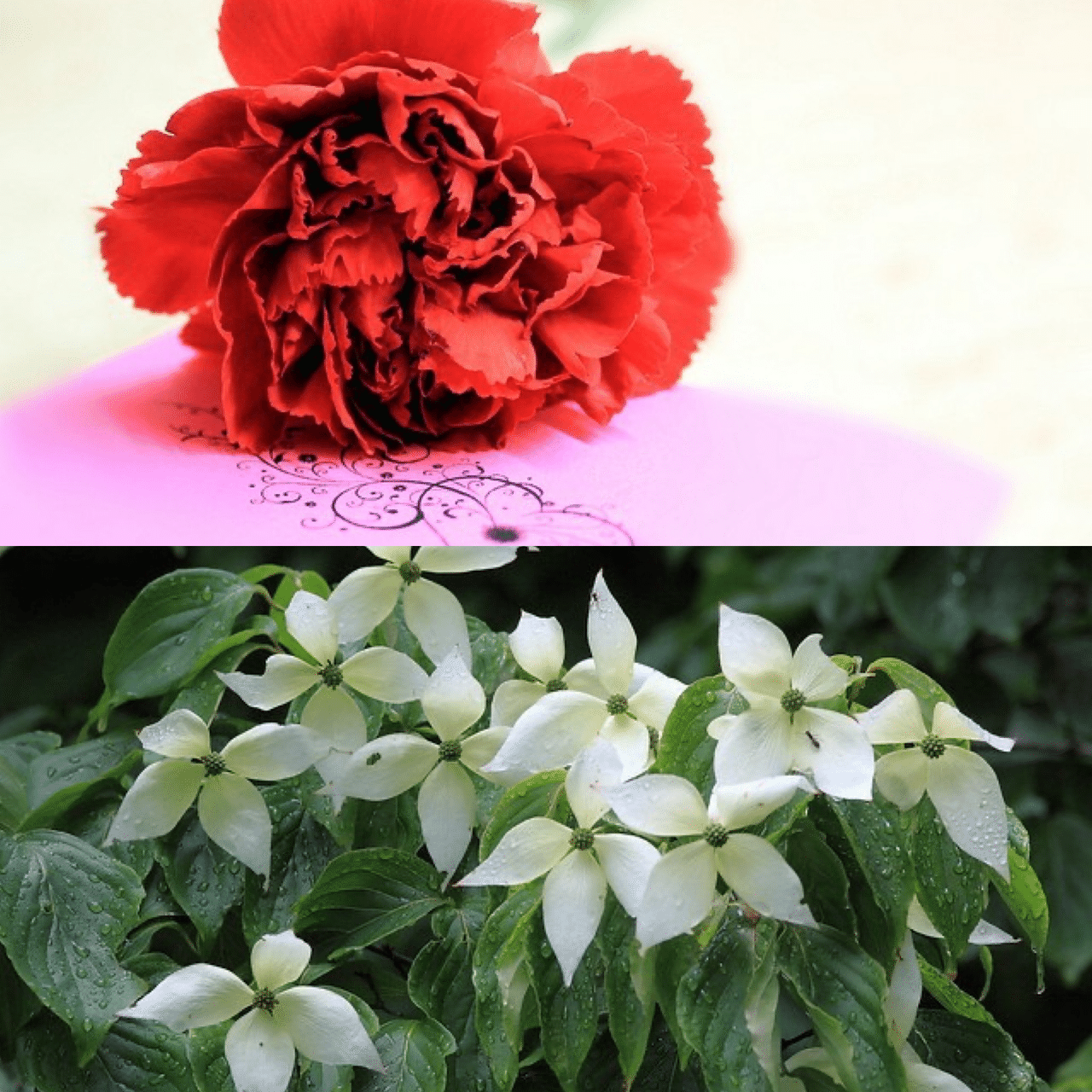 6月15日お誕生日の方おめでとうございます 今日の誕生花の花言葉は カーネーション 無垢で深い愛 母への愛 赤色 純粋な愛 白色 私の愛は生きています 白色 ヤマボウシ 友情 今日も素 Monstera18 Note 6月15日お誕生日の方おめでとうございます 今日の誕生花の花言葉は カーネーション 無垢で深い愛 母への愛 赤色 純粋な愛 白色 私の愛は生きています 白色 ヤマボウシ 友情 今日も素 Monstera18 Note
