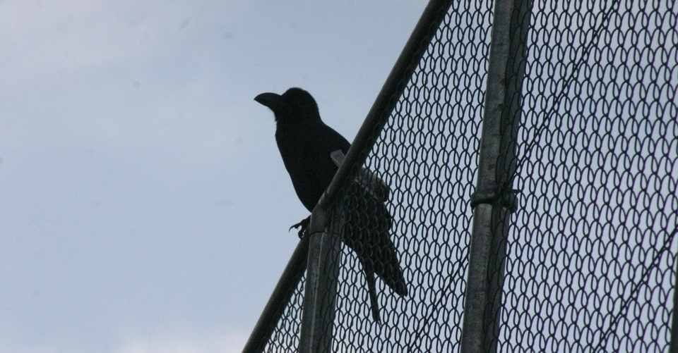 雑文 カラスよ もう一歩賢くあれ 水上下波 Note