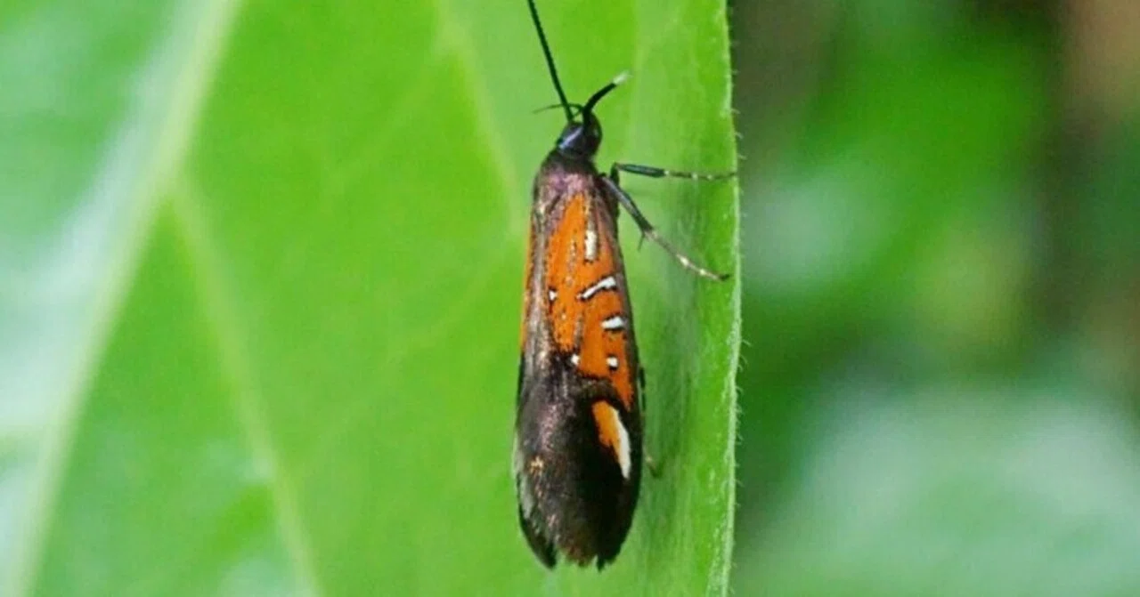 蛾の生態写真 2024年～2026年5月｜hydraenids
