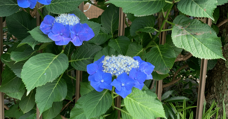 紫陽花の圧を感じて犬散歩