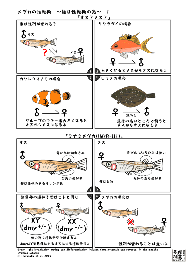 江上 信雄 メダカに学ぶ生物学―生命現象のミクロとマクロ (中公