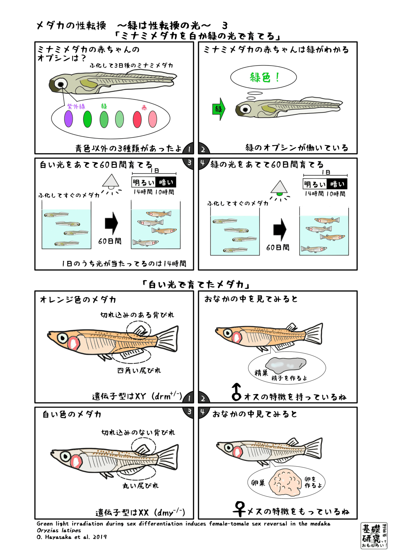メダカの性転換 緑は性転換の光 3 かわいせーざん 基礎研究っておもしろい 生物編 Note メダカの性転換 緑は性転換の光 3 かわいせーざん 基礎研究っておもしろい 生物編 Note