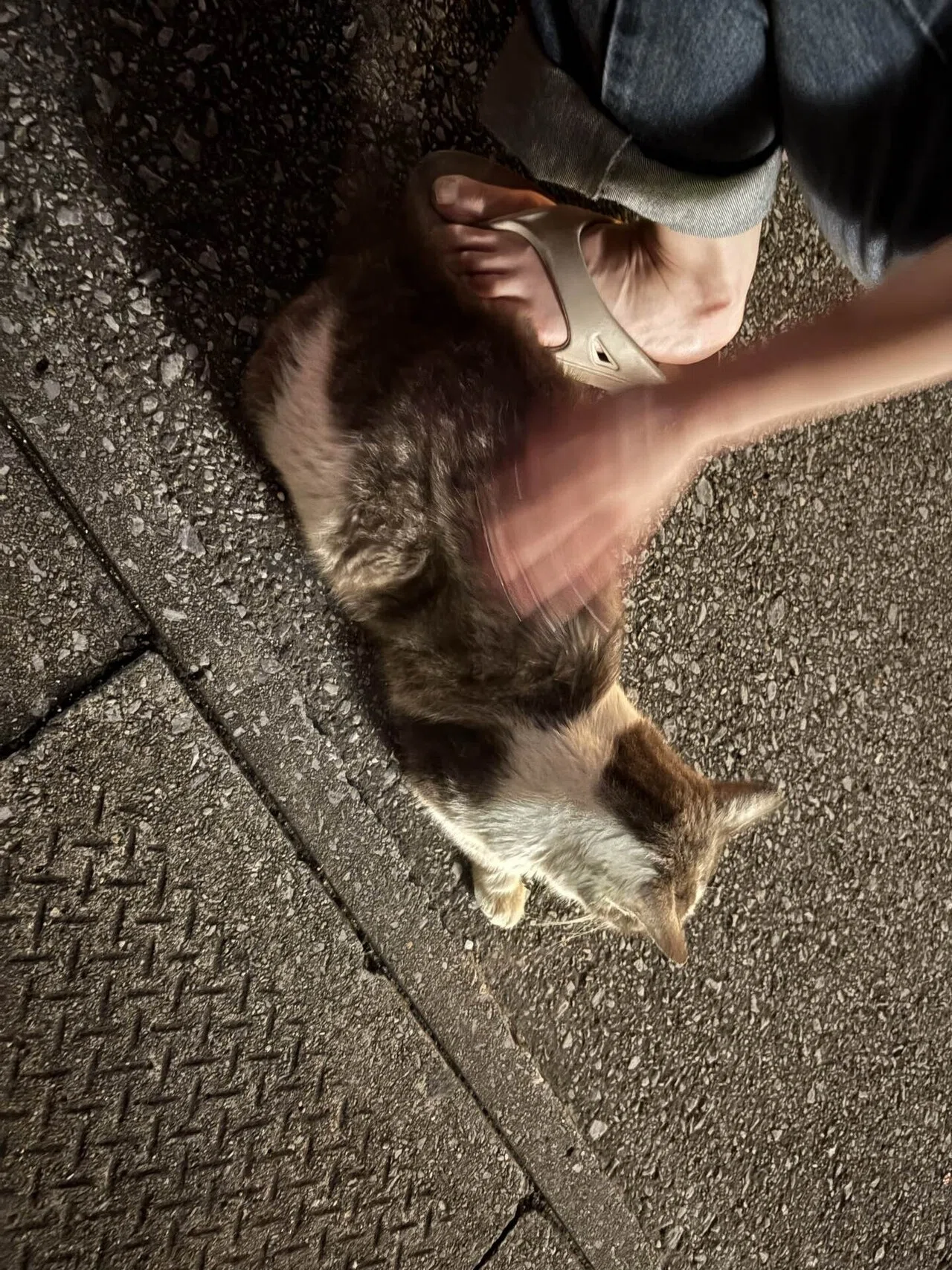 宮古島の野良猫｜one_in_a_million