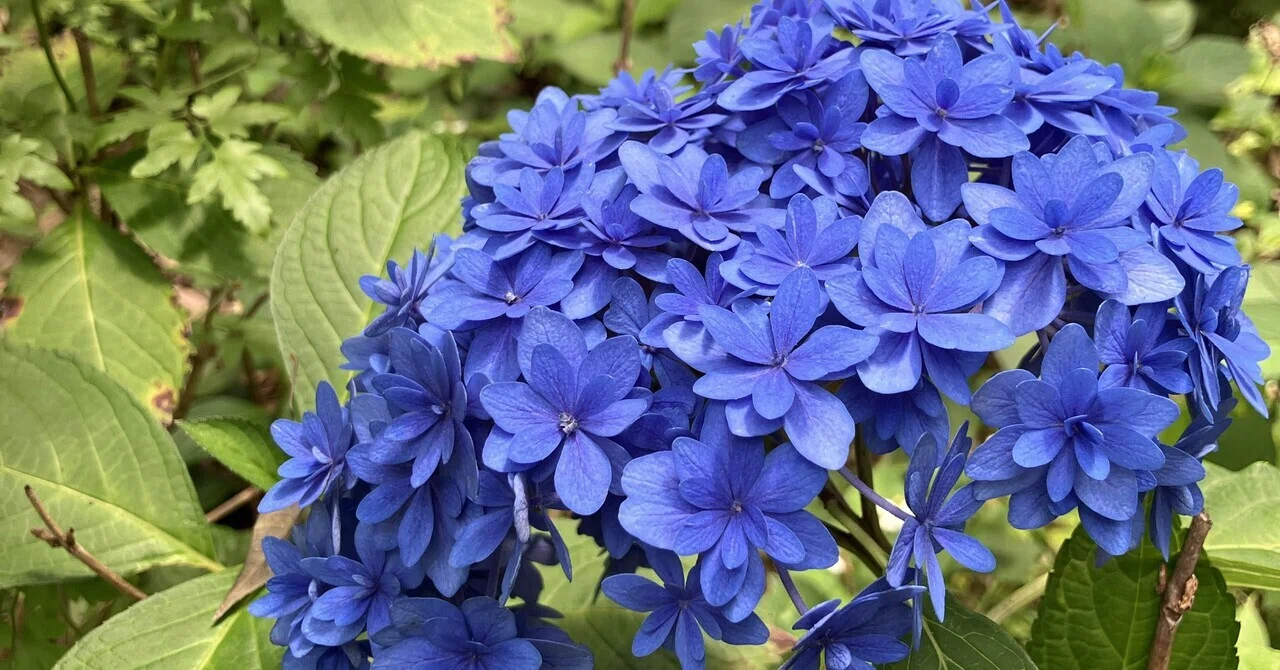 練馬の風景〜長命寺の紫陽花庭① Scenery of Nerima 〜Hydrangea