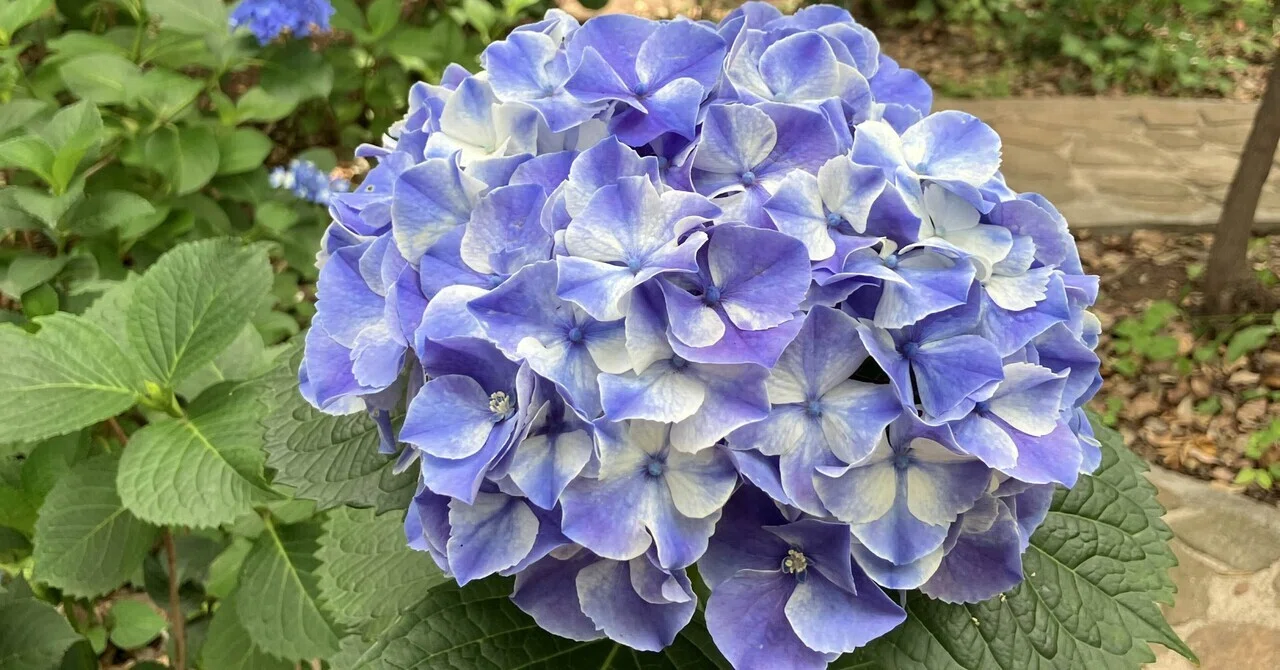 練馬の風景〜長命寺の紫陽花庭② Scenery of Nerima 〜Hydrangea