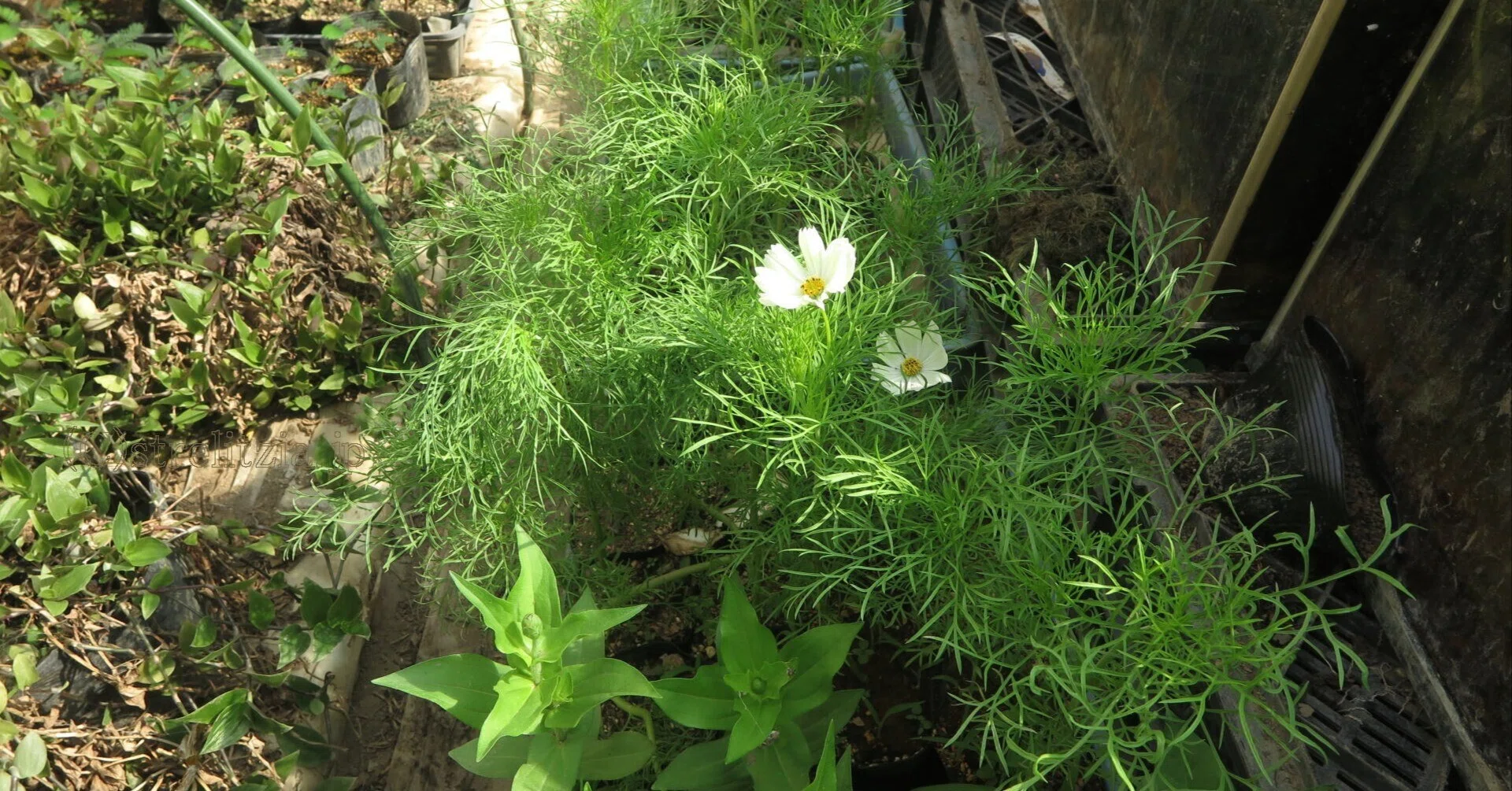 コスモス咲く｜極楽鳥花植物園