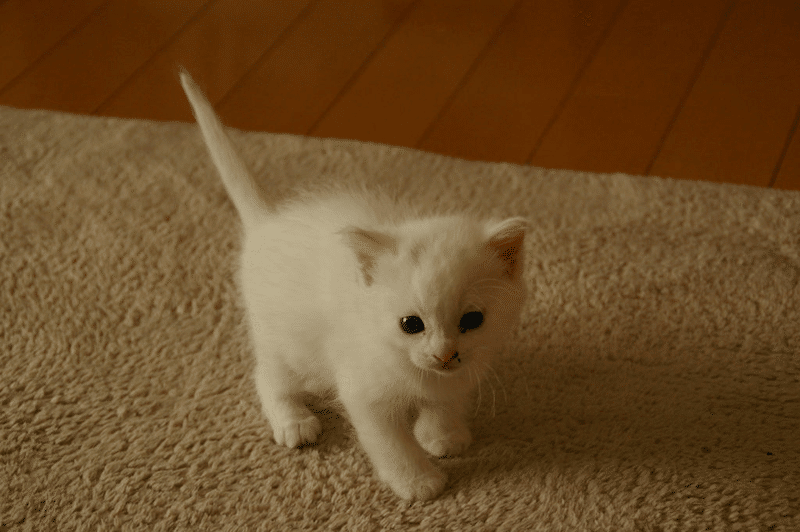 猫夢 鈴木亮祐 Note