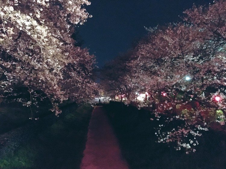 実家近くの桜の名所。子供の頃は自転車できたなぁ〜。