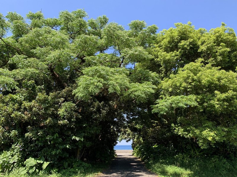 木のトンネル