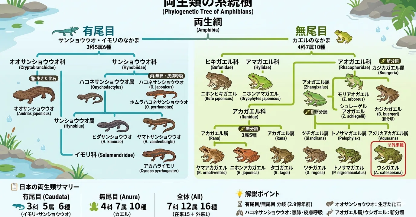 森林公園くつきの森 両生綱系統樹｜platypus2000jp
