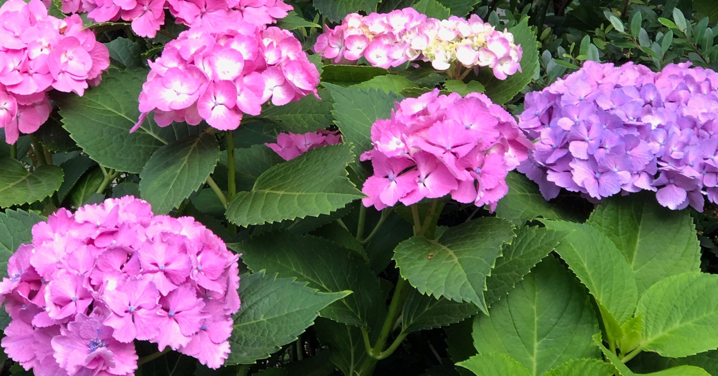 ピンクの紫陽花 Bitbeans Note