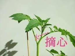 香トマトの育て方 摘芯編 トマト研究家 ヒロミ Note