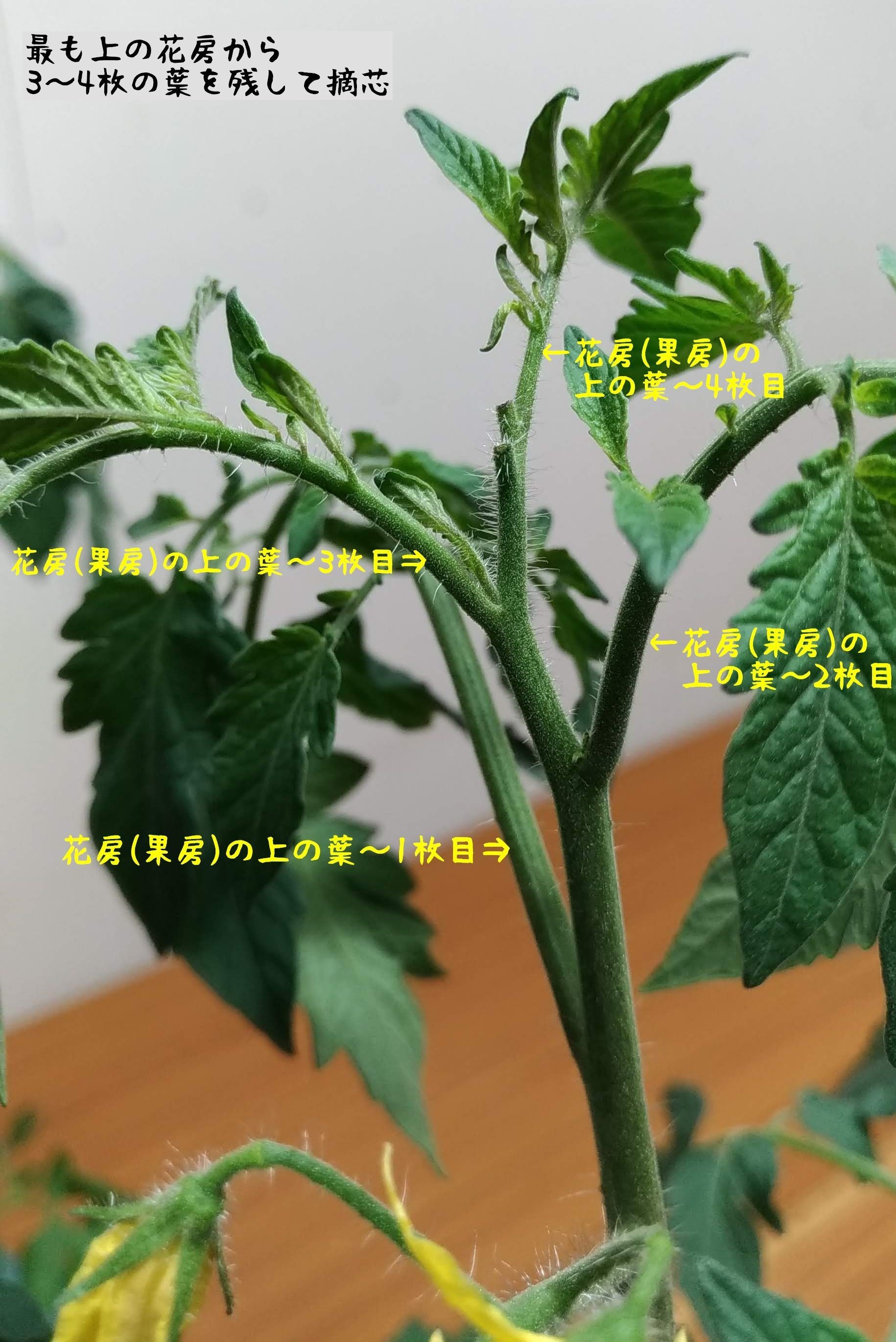 香トマトの育て方 摘芯編 トマト研究家 ヒロミ Note