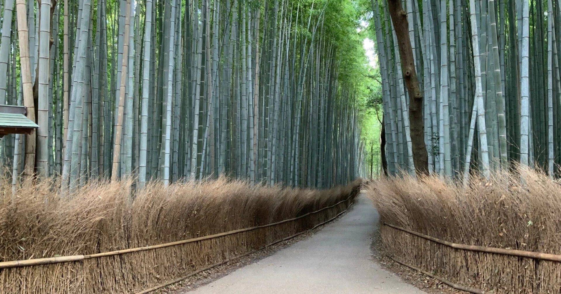 竹林 の 小径
