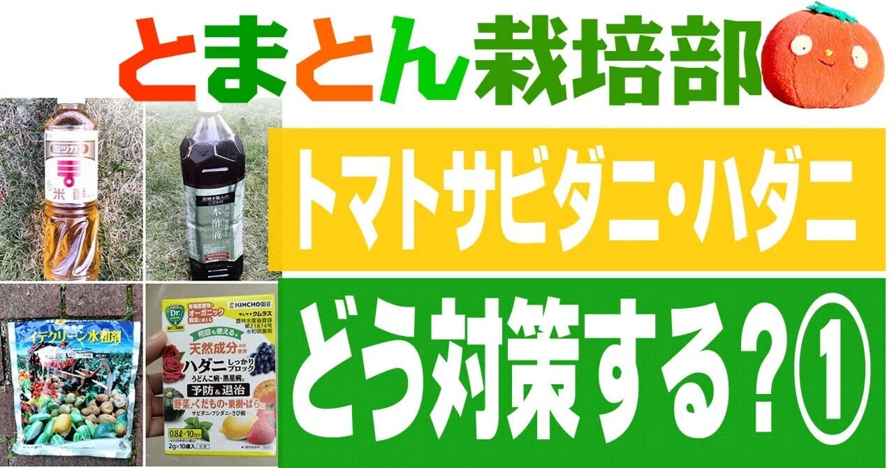 とまとん栽培部】トマトサビダニ・ハダニどう対応する？①散布前の準備