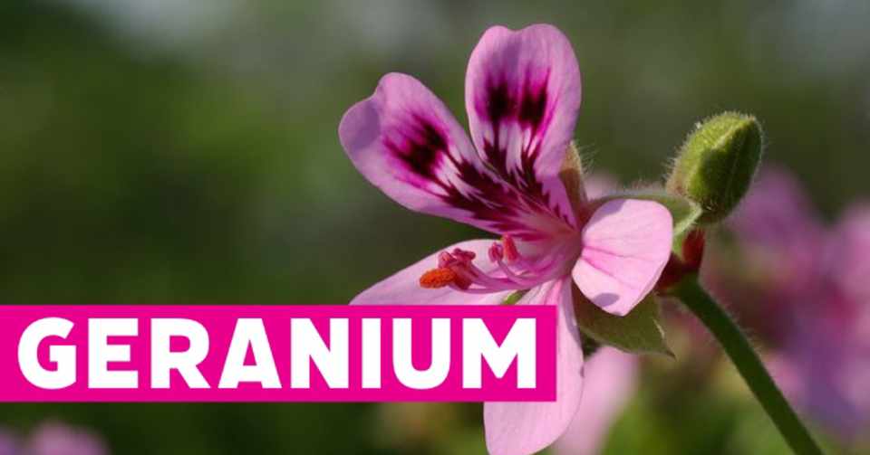 ゼラニウム ころの庭 ー自然菜園とハーブとアロマー Note