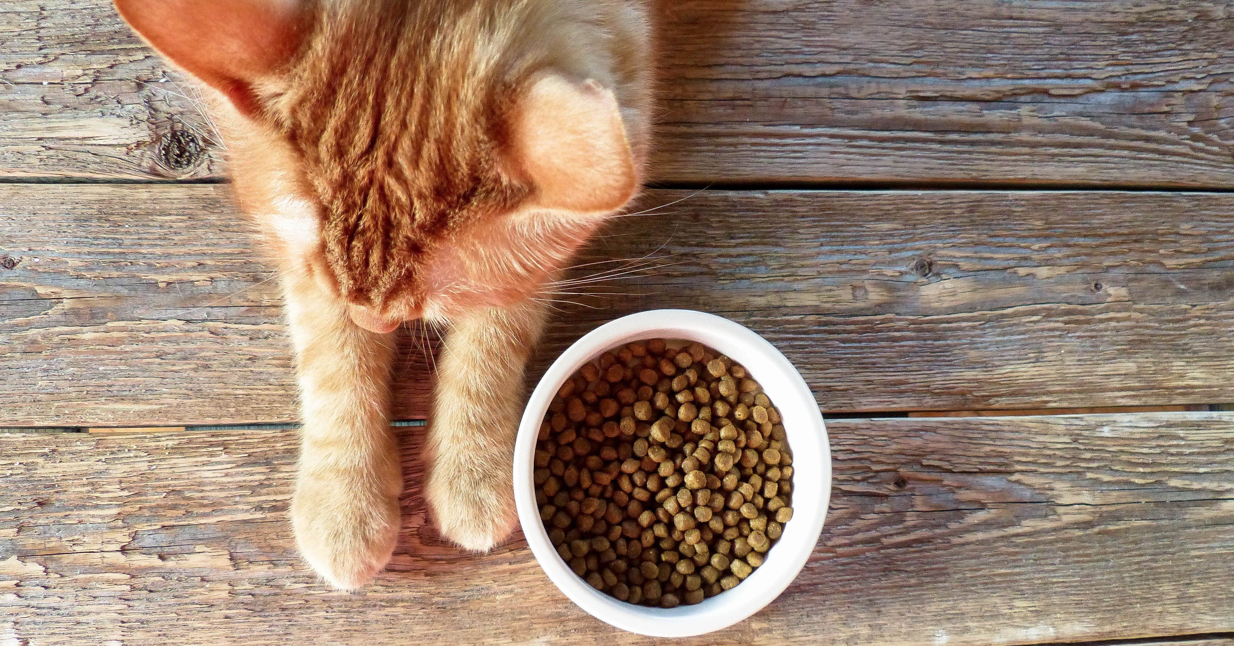 猫の食事に関するあれこれ つづき Animani Note 猫の食事に関するあれこれ つづき Animani Note