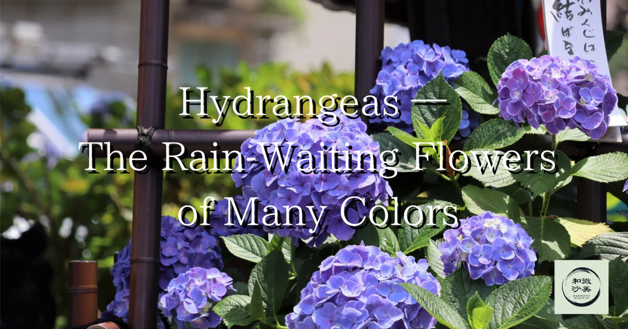 Hydrangeas — The Rain-Waiting Flowers of Many Colors｜和の余白｜辻脇崇